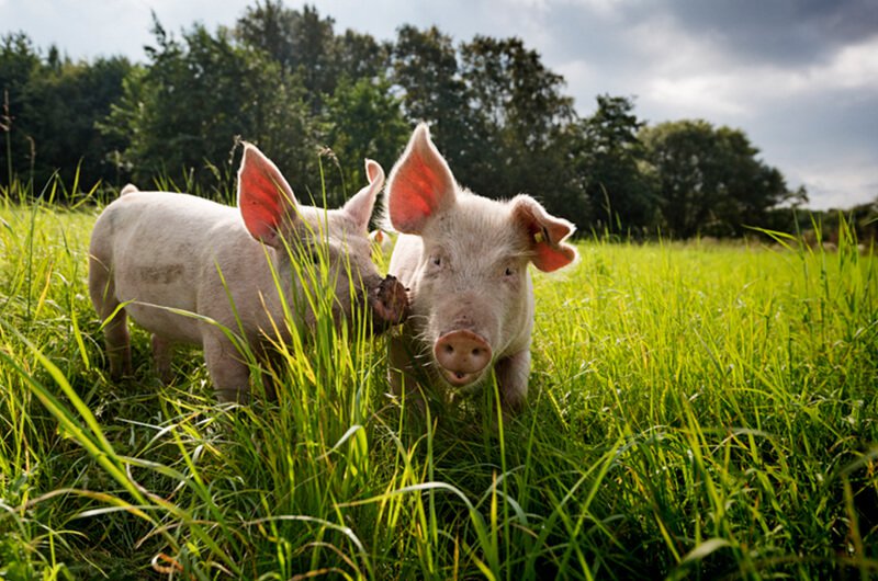 piglets on outdoor farm - top rated financial planners in farmington ct